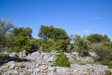 Bizarre and fancy olive trees in the olive gardens or groves of Lun village on Pag Island in Croatia