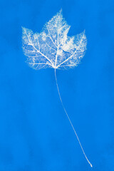 Maple Leaf Cyanotype
