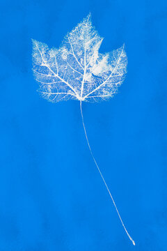Maple Leaf Cyanotype