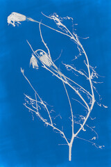 Monochrome cyanotype image of dead plants on a blue background.