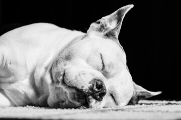 Sleeping Dog Portrait