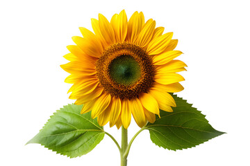 Obraz premium Sunflower with Single Leaf on transparent PNG