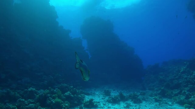 Back view, silhouette of Yellowlip Emperor swims at depths between freestanding coral pillars, against background of turquoise water surface in backlight (Contre-jour), Slow motion