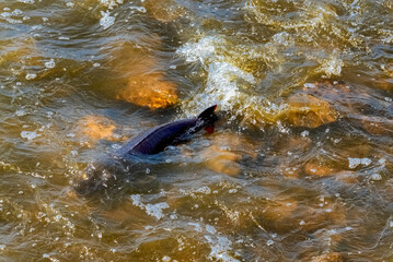 Obraz premium Lake Sturgeon Spawning At The Fox River Dam And Rapids At De Pere, Wisconsin, In Spring