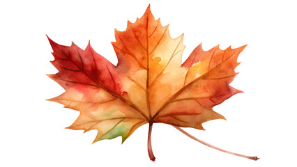 Fototapeta premium Watercolor Maple Leaf Illustration on transparent PNG