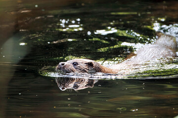 Fototapeta premium Eurasian Otter, Lutra lutra