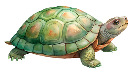Fototapeta premium Watercolor Turtle Illustration on transparent PNG