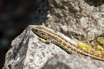 Sand Lizard, Lacerta agilis