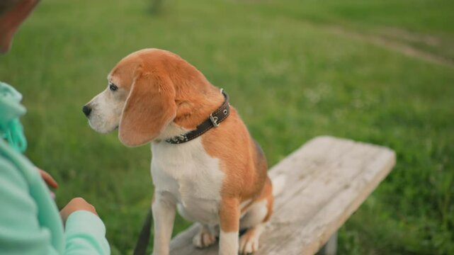 Trainer gently instructs obedient beagle sitting on wooden bench in green grassy field during training session, encouraging good behavior with soft gestures and affectionate petting under calm sky