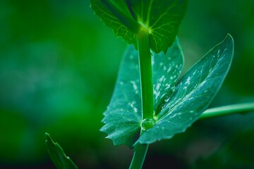 water drops on a green leaf of peas
