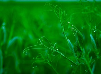 dew on peas