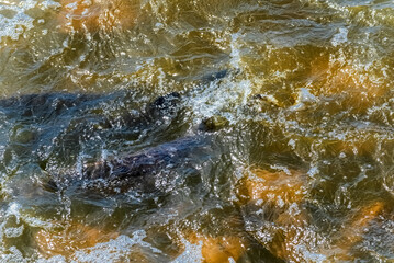 Lake Sturgeon Spawning At The Fox River Dam And Rapids At De Pere, Wisconsin, In Spring