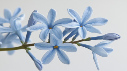 Elegant wedding invitation card background vector. Minimal hand painted Lilac botanical flowers texture template background. Design for wedding, vip cover, poster, rsvp moderncard.Valentine's Day