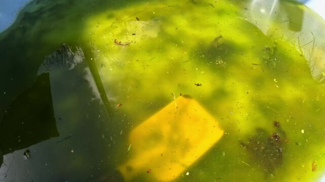 Container of stagnant green water reveals algae, debris, reflections, and a submerged yellow plastic scoop, aquatic microflora including Chlorella vulgaris visible in surface film, camera reveal