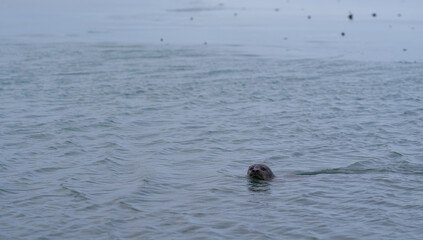 Harbor seal swimming in cold ocean water