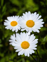 Obraz premium Close-Up of White Daisies in Bloom