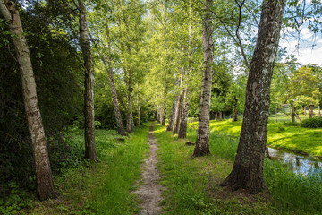 The photo shows a tranquil forest landscape with tall birch trees, a green canopy