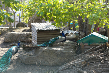 A peacock poses for the camera on the zoo grounds