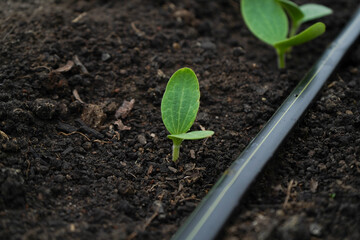 seedlings of cucumbers in a greenhouse on irrigation.