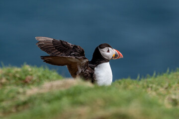 atlantic puffin in skomer island