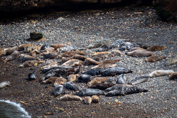 seals on a beach at skomer island