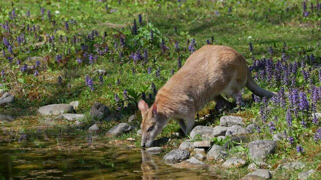 The agile wallaby, Macropus agilis also known as the sandy wallaby is a species of wallaby found in northern Australia and New Guinea.