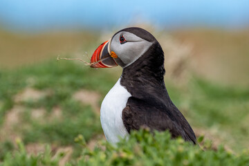atlantic puffin in skomer island