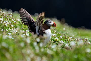 atlantic puffin on skomer island
