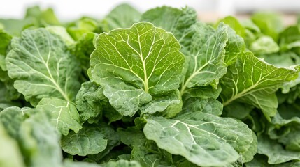 Obraz premium Vibrant Green Cabbage Leaves Close Up Farm Fresh