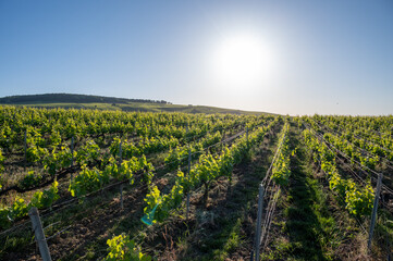 Morning sun on grand cru hilly vineyards near village Ay-Champange, Vallee de la Marne, Champagne region, France, row of pinot noir grape plants