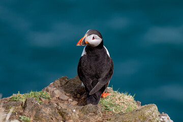 atlantic puffin bird
