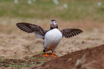 atlantic puffin bird flapping wings