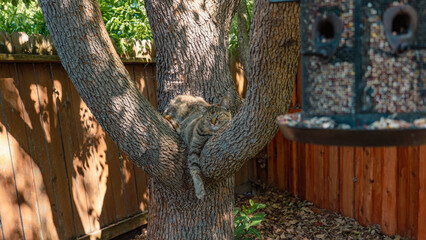 Cat resting and blending into tree trunk near a bird feeder 
