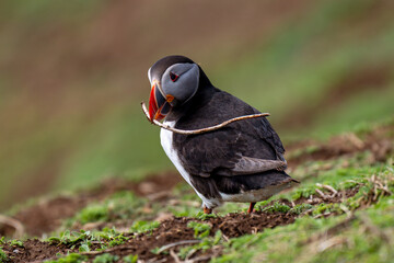 atlantic puffin bird holding a twig
