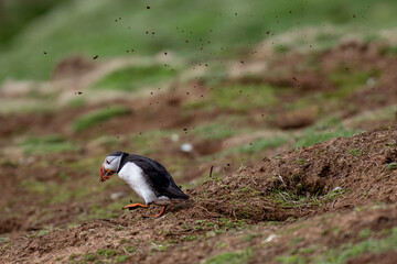 atlantic puffin digging