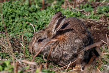 rabbit in the grass