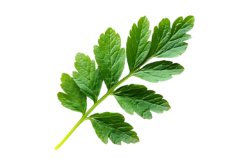 chervil leaf isolated on a transparent background.