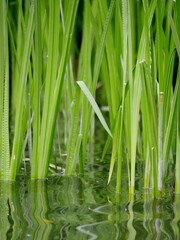 Schilf am Stadtparksee-Ufer in Hamburg