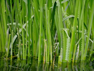 Schilf am Stadtparksee-Ufer in Hamburg