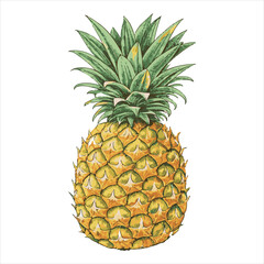Fototapeta premium Pineapple Vector