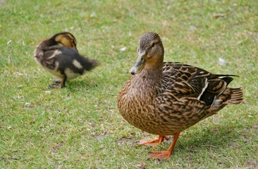 Entenküken schwimmen auf der Alsterkanal