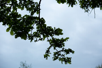 Tree oak branches against blue spring sky