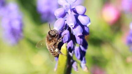 Bee on a Muscari Botryoides flower in a garden