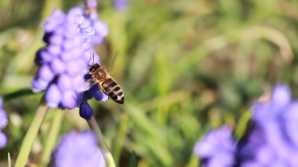 Bee on a Muscari Botryoides flower in a garden