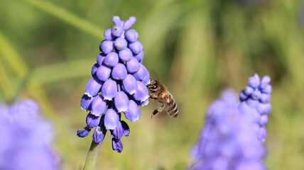 Bee on a Muscari Botryoides flower in a garden