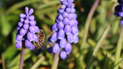 Bee on a Muscari Botryoides flower in a garden