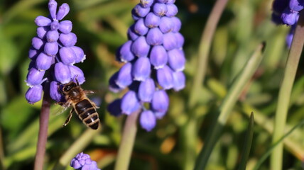 Bee on a Muscari Botryoides flower in a garden