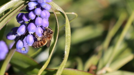Bee on a Muscari Botryoides flower in a garden