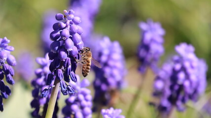 Bee on a Muscari Botryoides flower in a garden