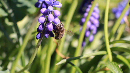 Bee on a Muscari Botryoides flower in a garden